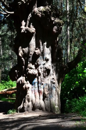 Arbre aux âmes (Grand mère feuilage), Peguche